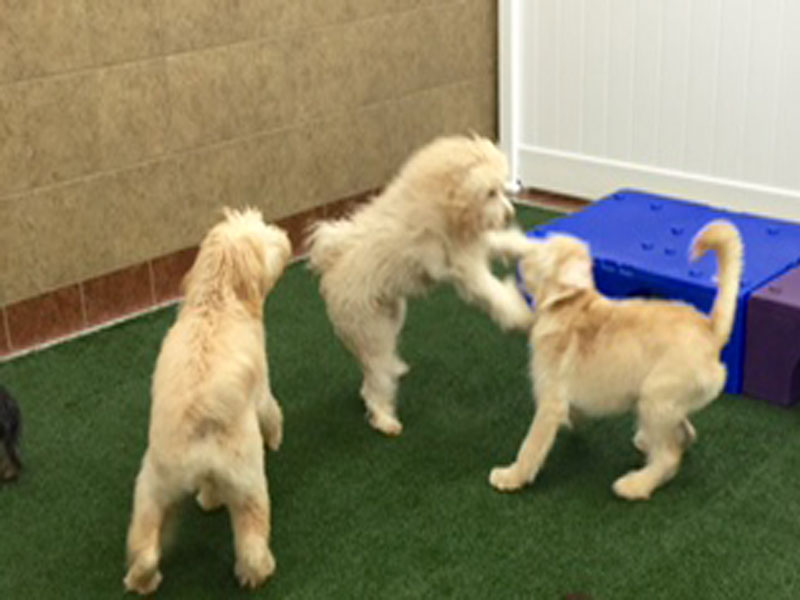 Dog Daycare Playing